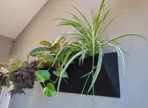 אדנית GREEN